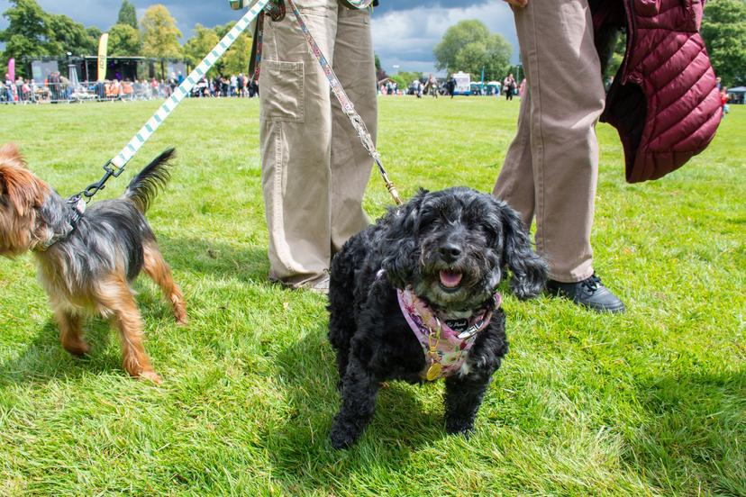 Image at https://media.umbraco.io/discover-ashfield-heartcore/qsqbvmua/hucknall_fest_24-34-1.jpg