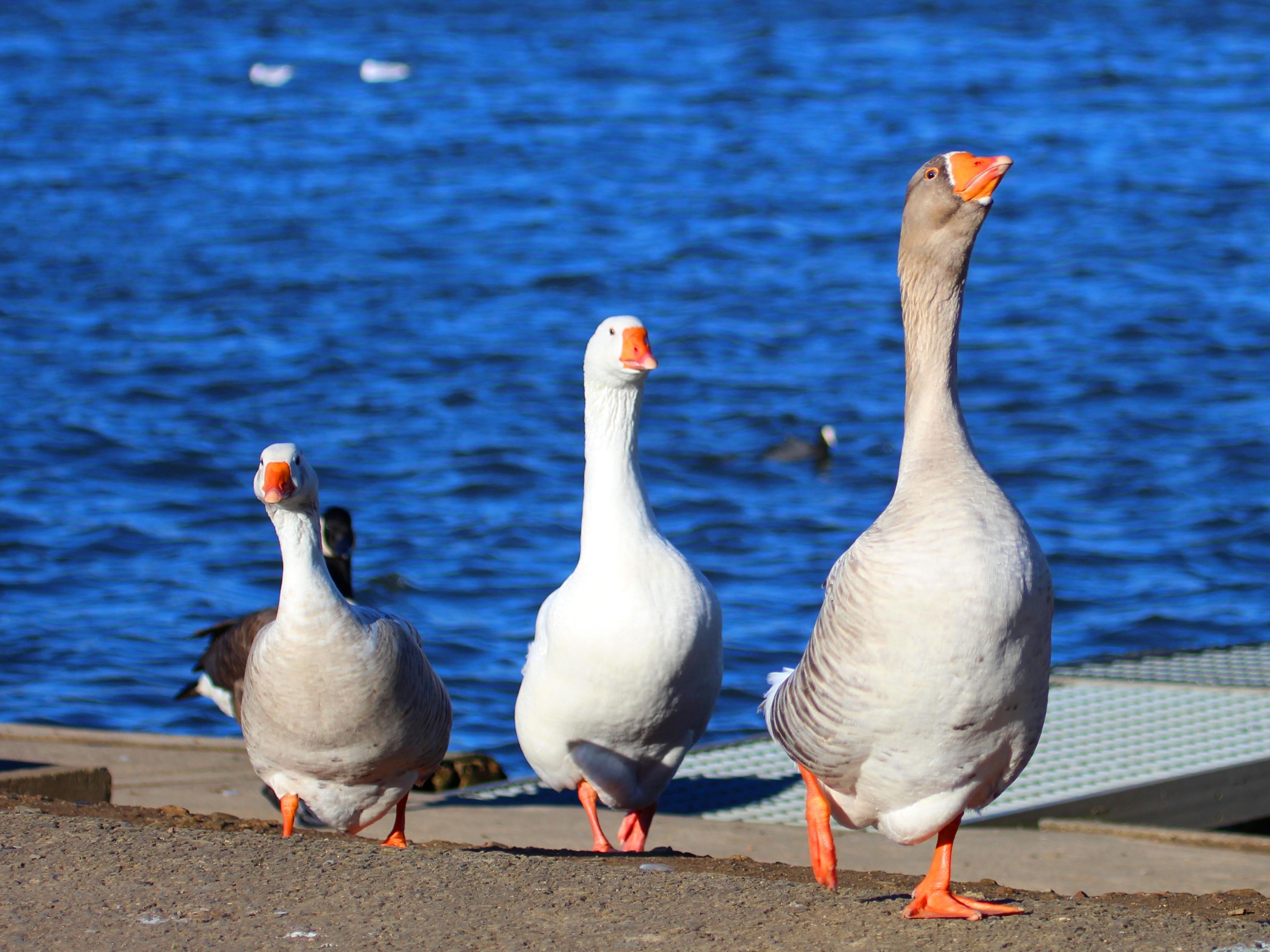 Wildlife at Mill Waters
