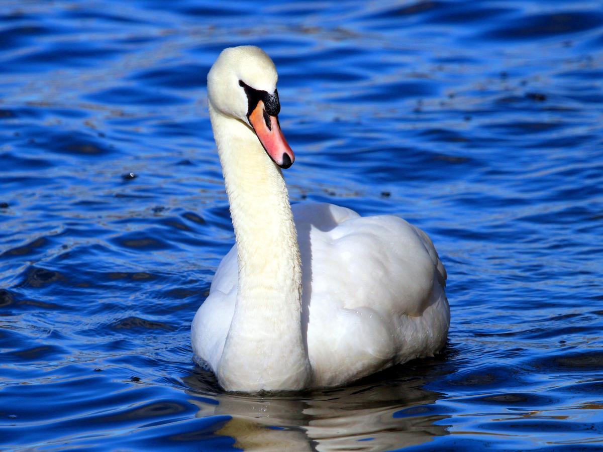 Next stage of transformative project begins at Kings Mill Reservoir