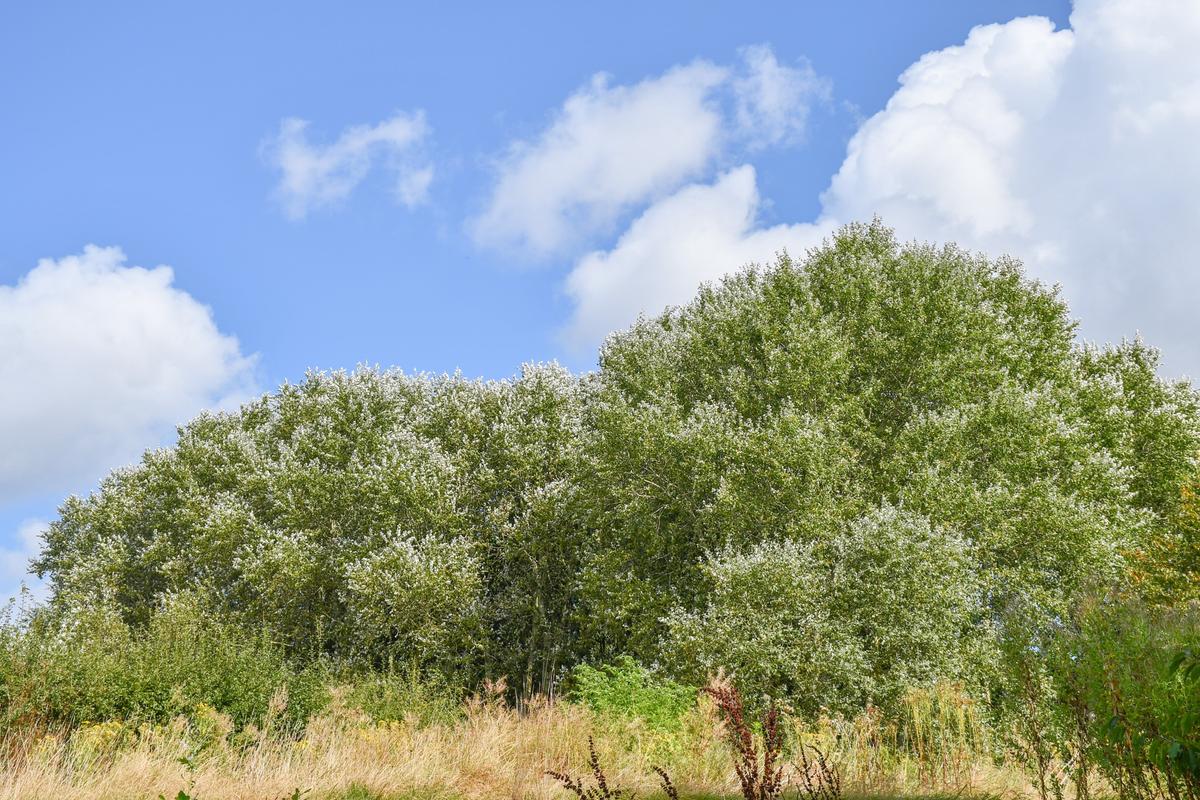 Seven Ashfield parks awarded coveted Green Flag Award status