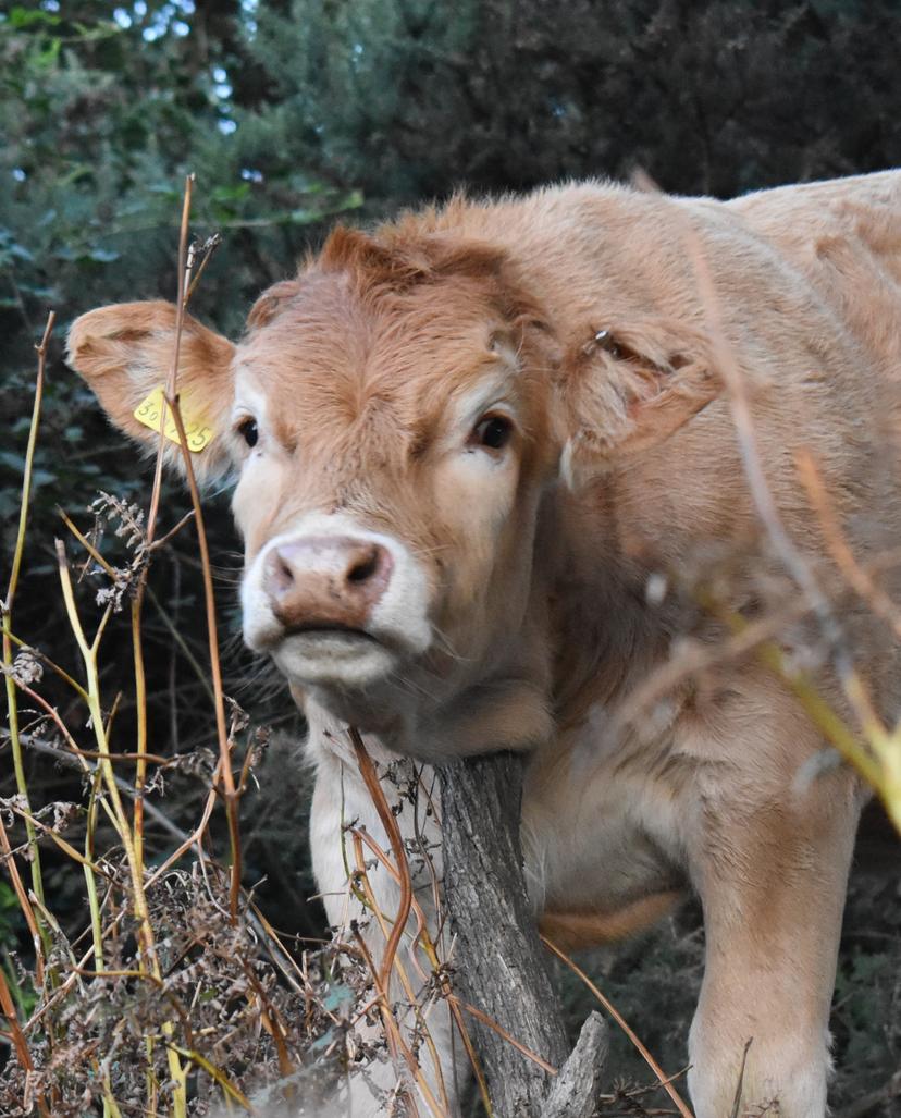 Image at https://media.umbraco.io/discover-ashfield-heartcore/ys3b10kt/annie-rai-appleby-a-farmers-machinery.jpg